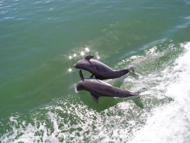 Marine Fauna
